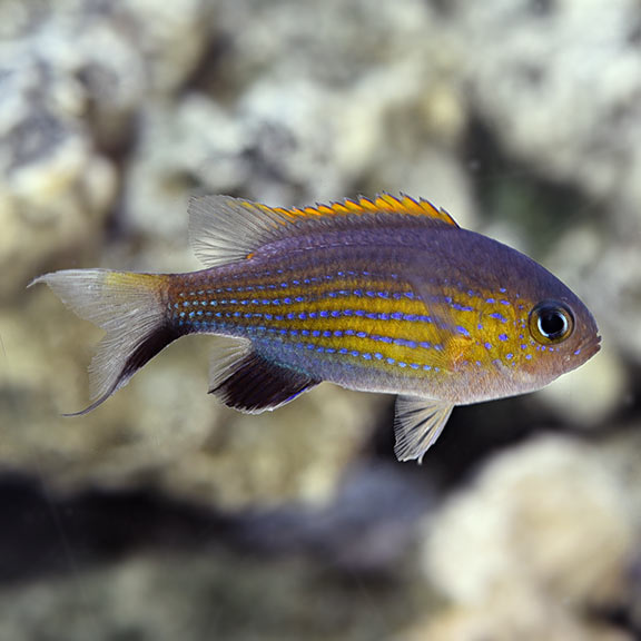 Vanderbilt Chromis Vanderbilt Chromis